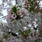 Cherry Blossom Watch April 14 003 Cherry Blossom Watch April 14 003