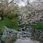 Cherry Blossom Watch April 14 005 Cherry Blossom Watch April 14 005