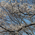Cherry Blossom Watch April 5 003 Cherry Blossom Watch April 5 003