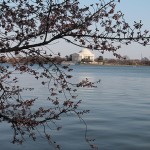 Cherry Blossom Watch April 5 005 Cherry Blossom Watch April 5 005