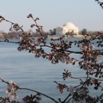 Cherry Blossom Watch April 5 006 Cherry Blossom Watch April 5 006