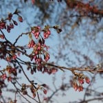 Cherry Blossom Watch April 5 009 Cherry Blossom Watch April 5 009