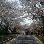 Cherry Blossom Watch April 9 001 Cherry Blossom Watch April 9 001