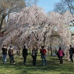 Cherry Blossom Watch April7 007 Cherry Blossom Watch April7 007