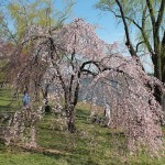 Cherry Blossom Watch April7 010 Cherry Blossom Watch April7 010