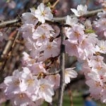 Cherry Blossom Watch April7 012 Cherry Blossom Watch April7 012
