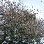 Cherry Blossoms 009 Cherry Blossoms 009