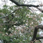 Cherry Blossoms 010 Cherry Blossoms 010