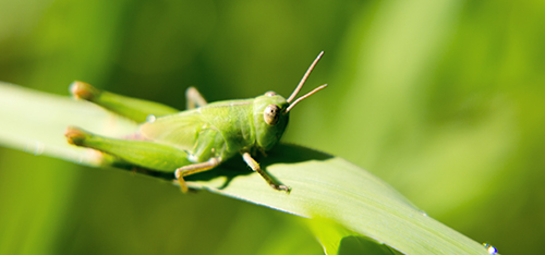 Portrait of a living grasshopper. Live green grasshopper sits in